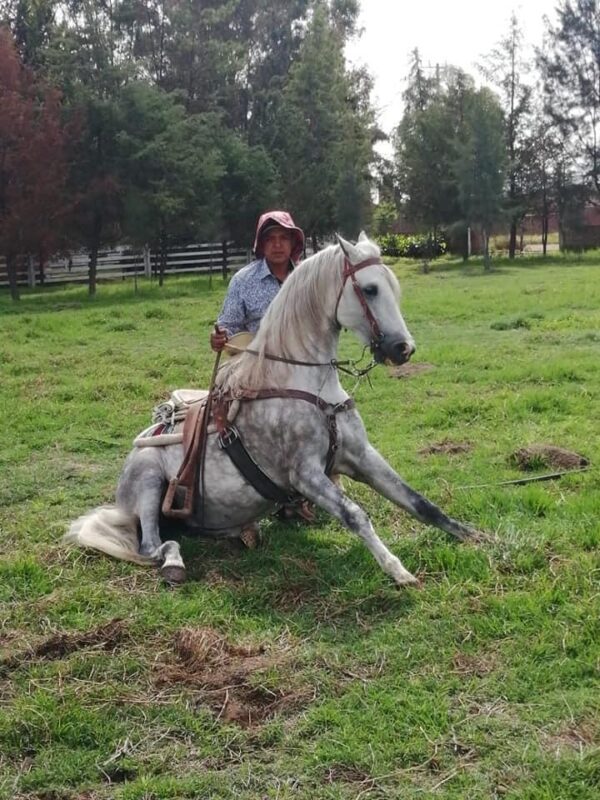 Caballo Azteca A
