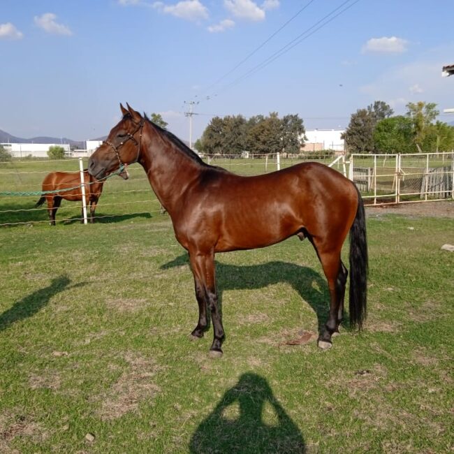 Potro archivos - Venta de Caballos