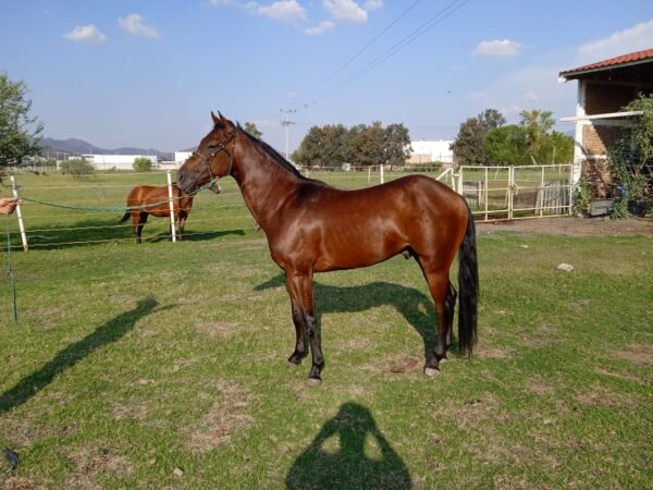 BACACHO cuarto de milla - Image 4