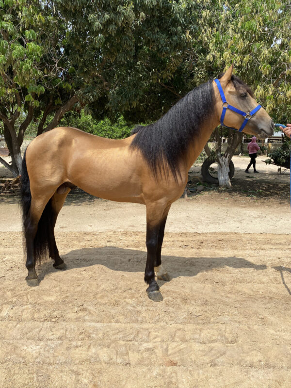Caballo bayo