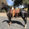 Caballo azteca
