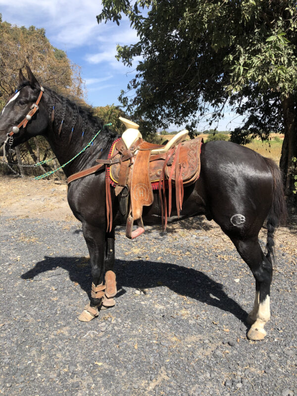 Caballo azteca