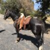 Caballo azteca - Image 2