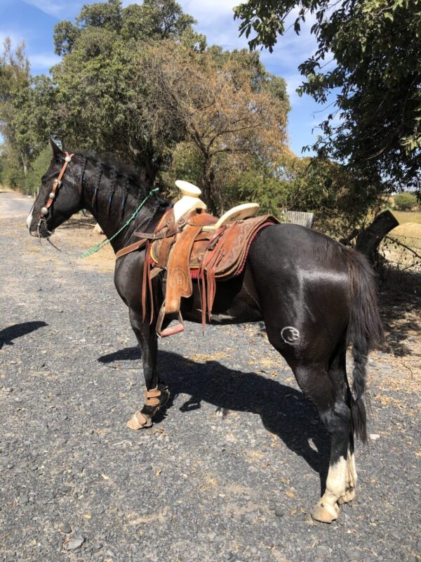 Caballo azteca - Image 2