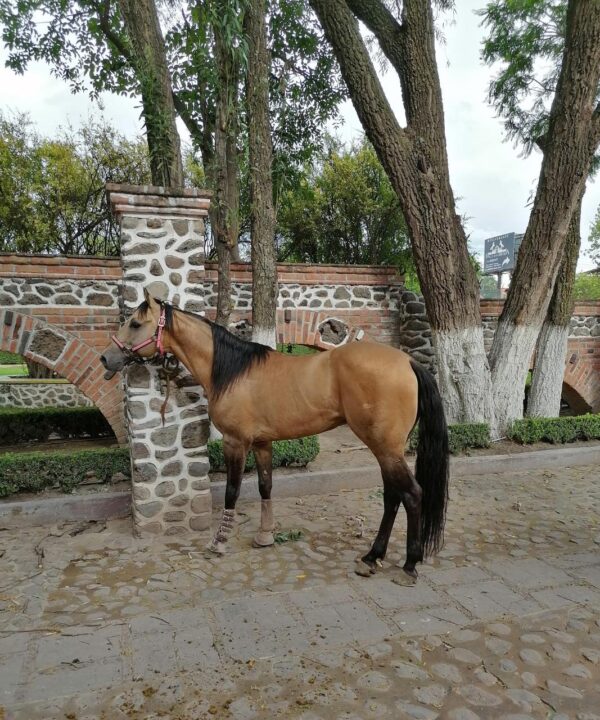 Caballo Bayo