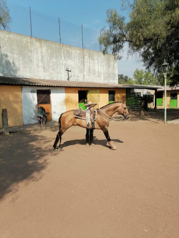 Caballo Bayo - Image 2