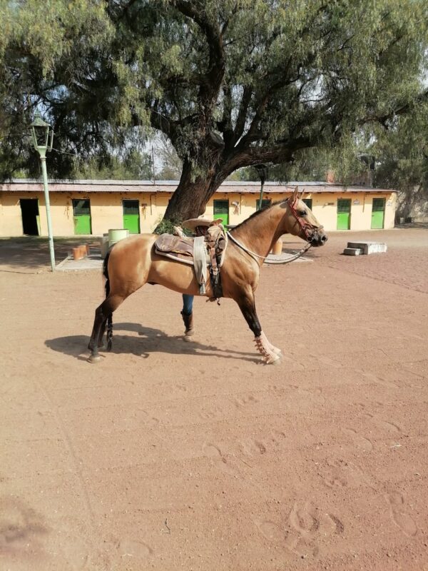 Caballo Bayo - Image 3