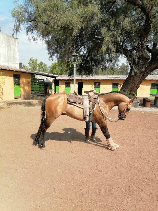 Caballo Bayo - Image 4