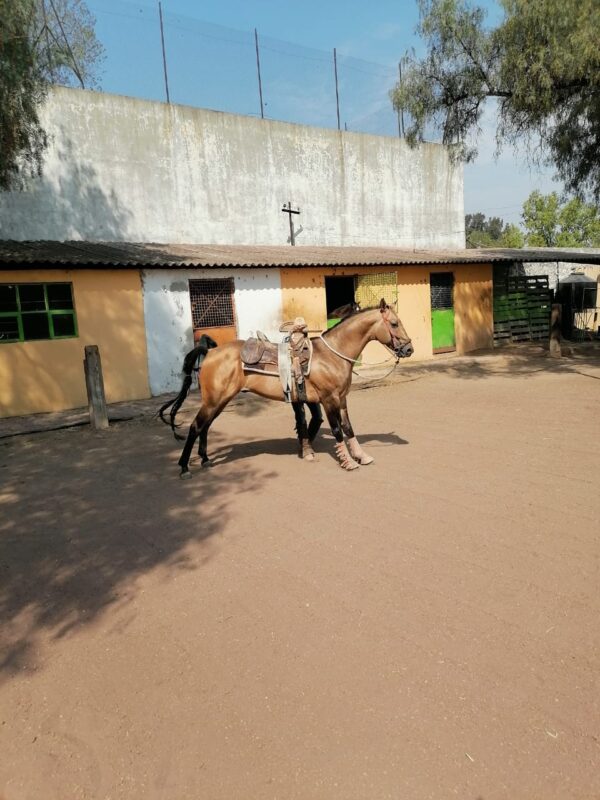 Caballo Bayo - Image 5
