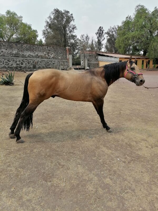 Caballo Bayo - Image 6