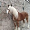 Caballo Belga en perfectas condiciones
