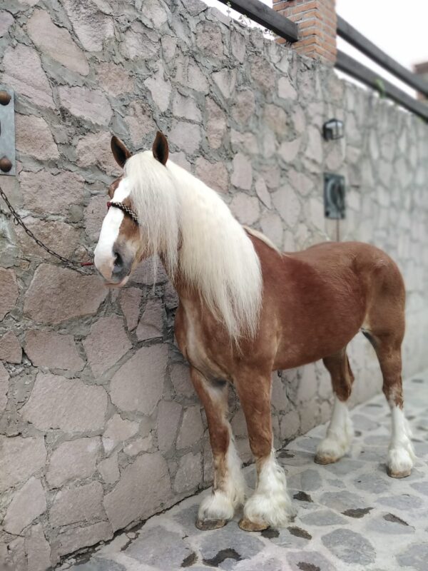 Caballo Belga en perfectas condiciones