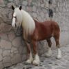 Caballo Belga en perfectas condiciones - Image 2