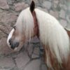 Caballo Belga en perfectas condiciones - Image 3