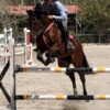 Caballo de Salto 1.10 - 1.15