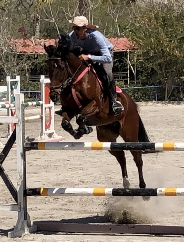 Caballo de Salto 1.10 - 1.15
