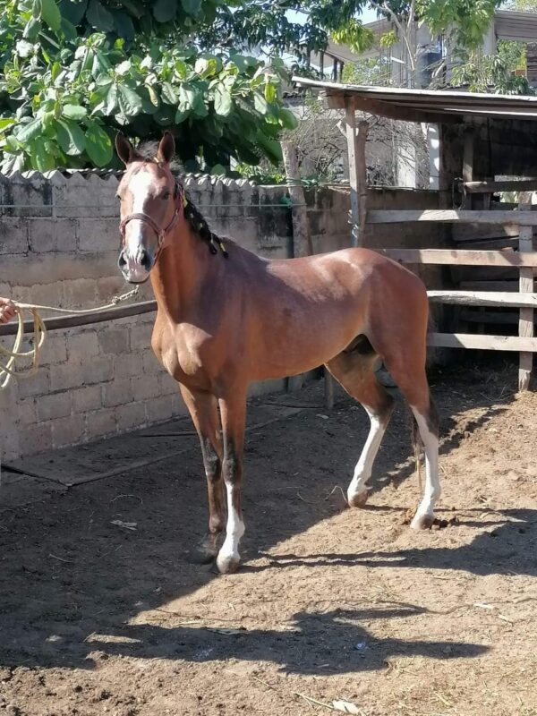 Vendo caballo ibero - Image 2
