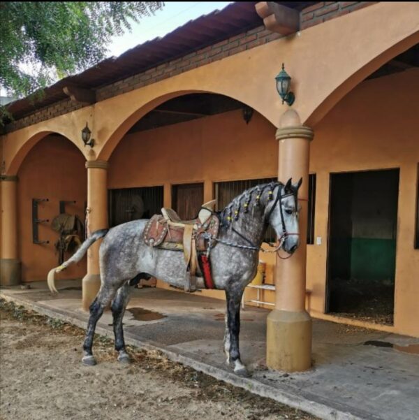 Caballo moro