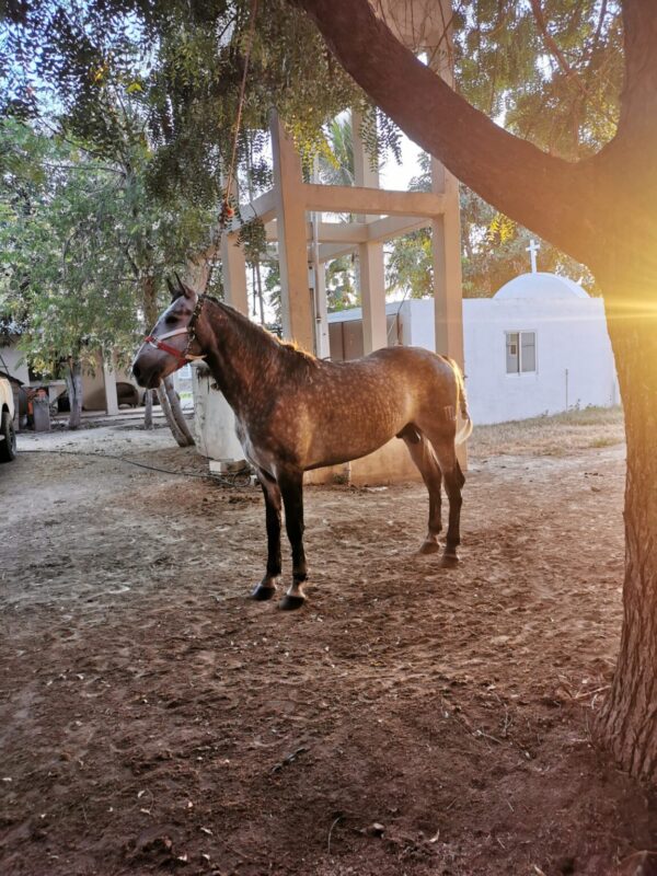 Caballo moro - Image 3