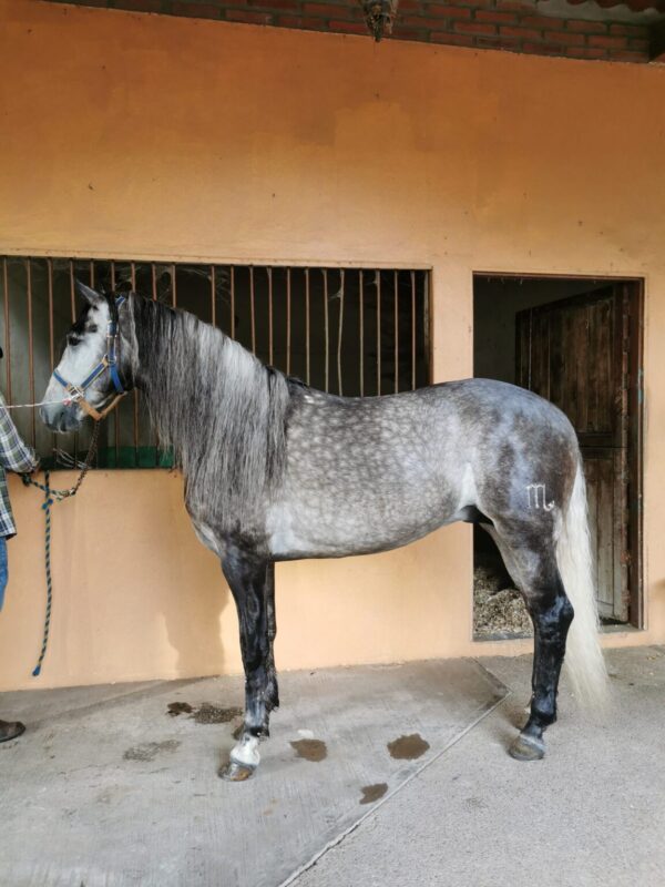 Caballo moro - Image 4