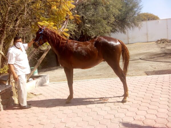 Caballo Cuarto de milla