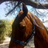 Caballo Cuarto de milla - Image 2