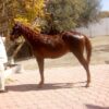 Caballo Cuarto de milla - Image 3
