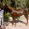 Caballo Cuarto de milla - Image 4