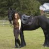 Caballo castrado frisón de cuento de hadas verdadero de siete años