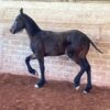 Potro 3/4 Friesian El Barbas