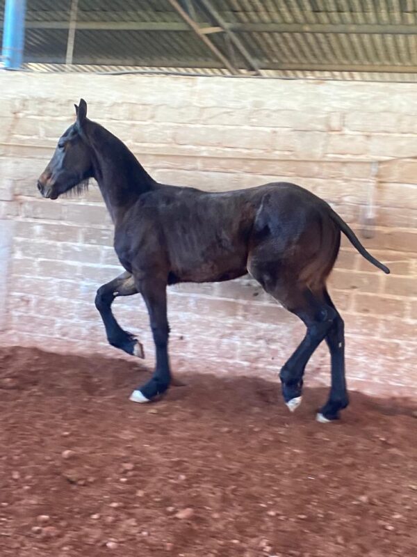 Potro 3/4 Friesian El Barbas