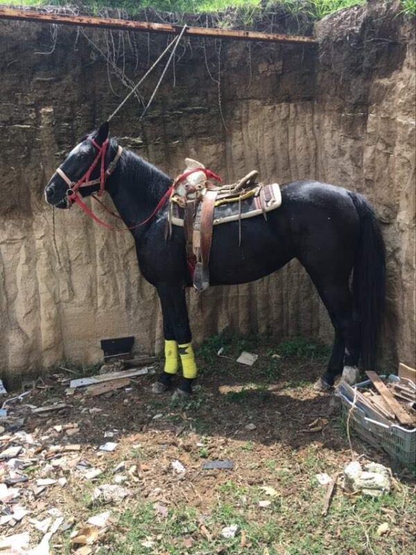 Bonita Yegua