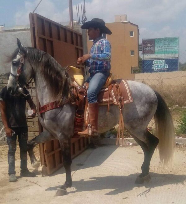 Vendo caballo español