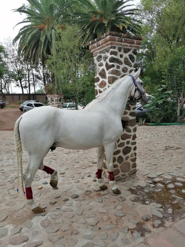 Caballo Español