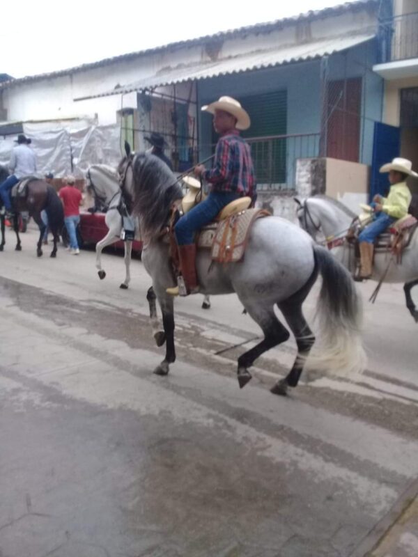 Vendo caballo español - Image 2