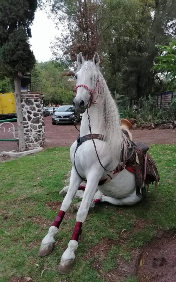 Caballo Español - Image 2