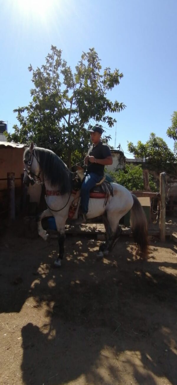 Vendo caballo español - Image 3