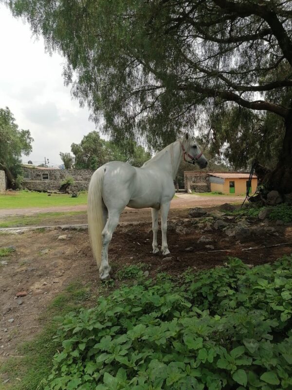 Caballo Español - Image 3