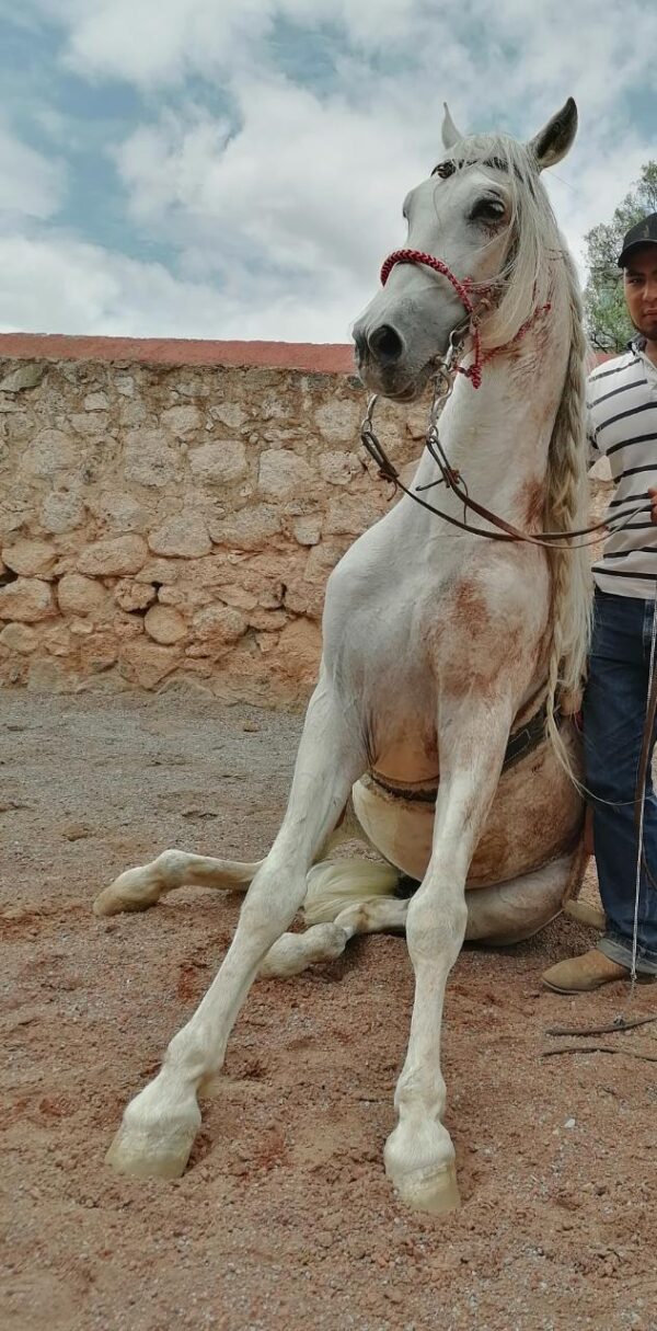 Caballo Español - Image 4