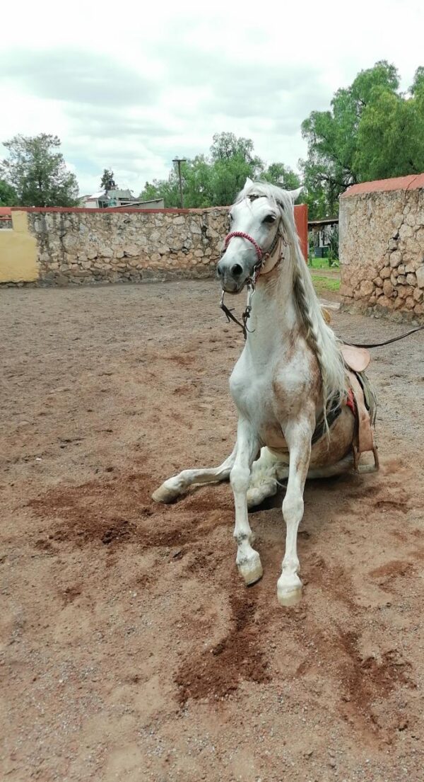 Caballo Español - Image 5