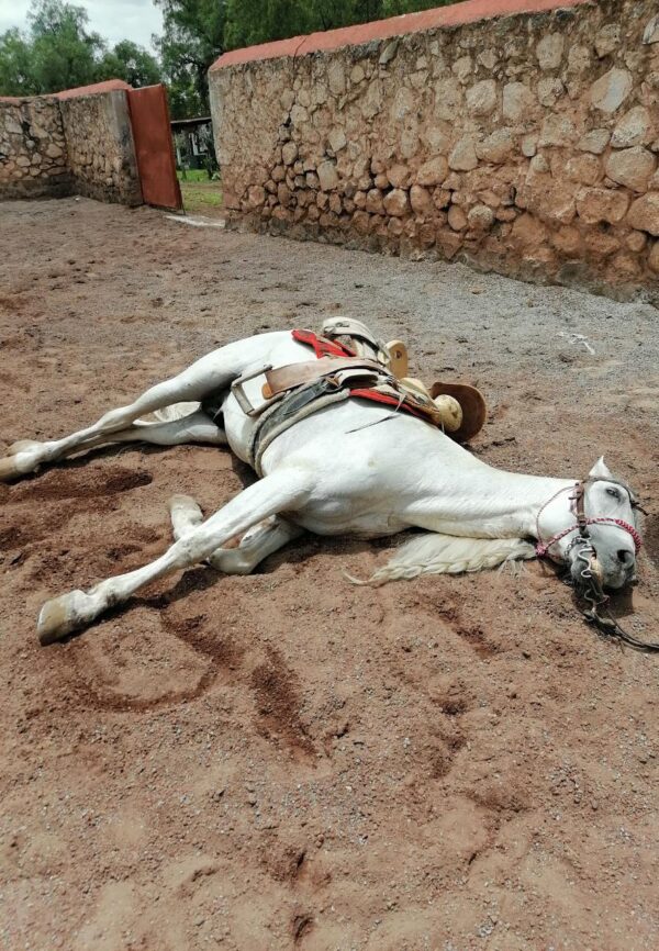 Caballo Español - Image 6