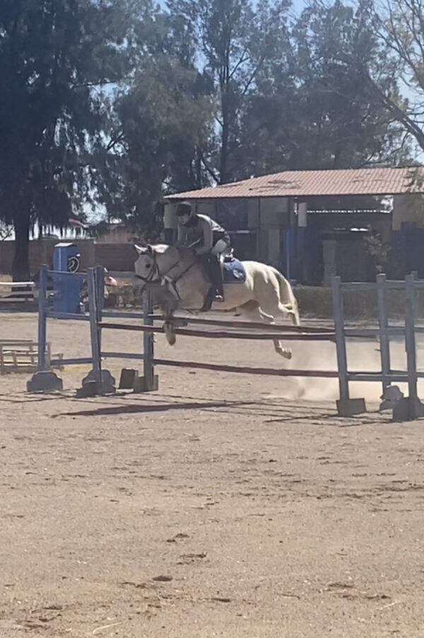 Caballo de salto