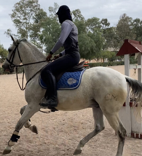 Caballo de salto - Image 2