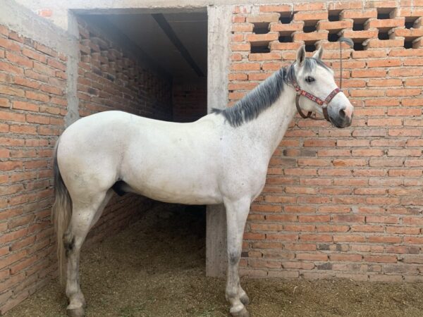 Caballo de salto - Image 3