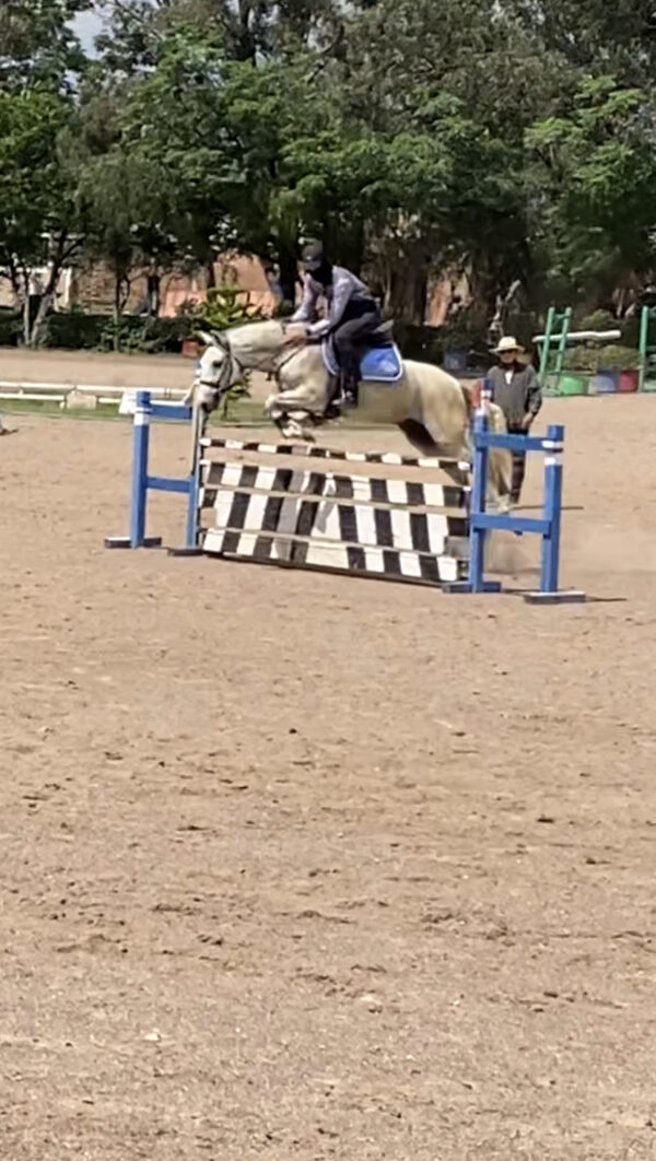 Caballo de salto - Image 4