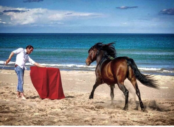 Uno de los caballos mas famosos de españa