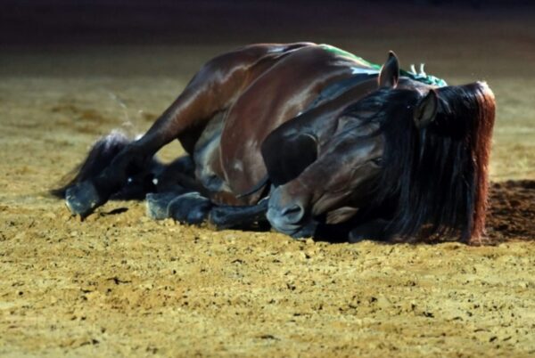 Uno de los caballos mas famosos de españa - Image 4