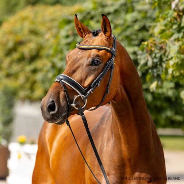 Feliz Contigo, caballo Hannoveriano - Image 2