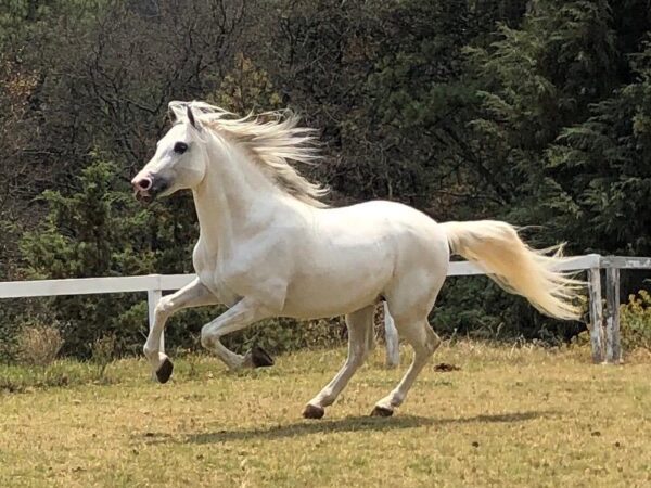 Precioso Caballo Español Andaluz