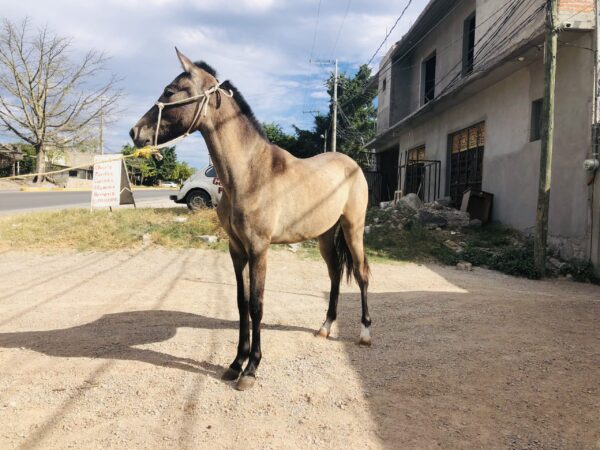 Potranca española